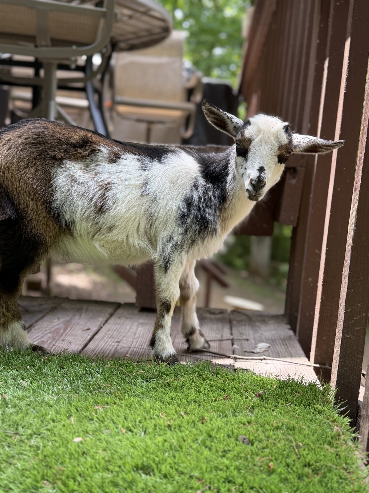 Cookie the Nigerian Dwarf Goat
