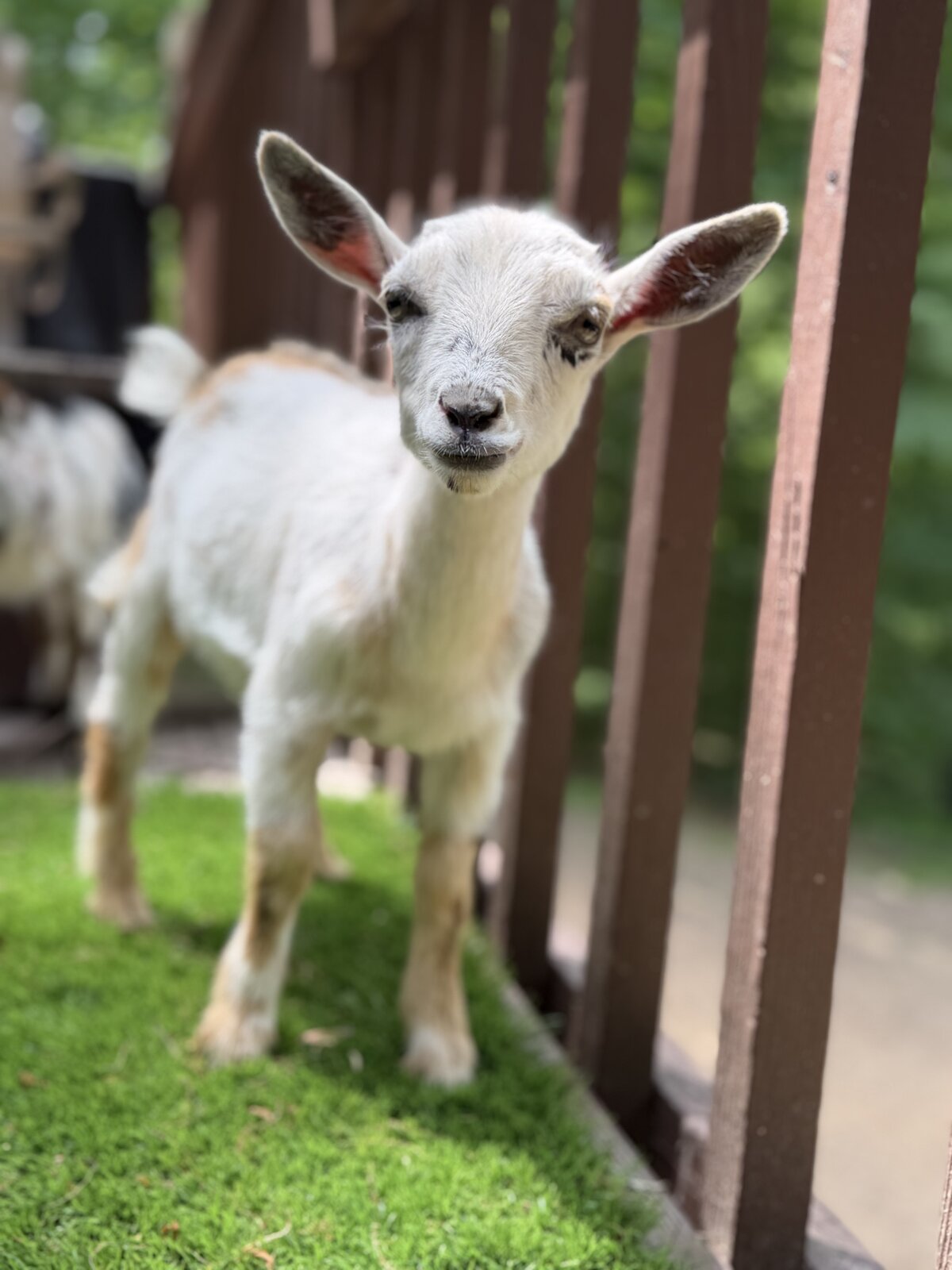A friendly miniature goat in a sunlit pasture